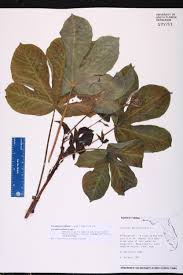 Image result for Jatropha gossypiifolia