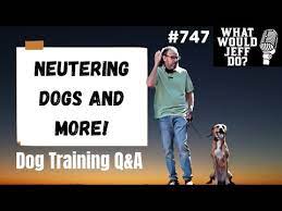 Will Neutering A Dog Stop Him From Barking 2022 The Dog Visitor