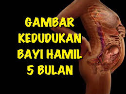 Anda mungkin akan sering merasakan gerakannya karena bayi sudah bisa melihat, mendengar, dan merasakan sakit. Cahaya Mata Gambar Kedudukan Bayi Hamil 5 Bulan Facebook