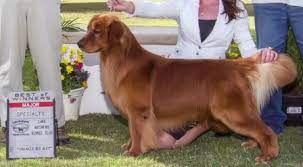 English bulldog puppies & dogs for sale/adoption. Goldenwind Golden Retrievers Texas Golden Retriever Puppy Breeders