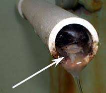 drain flies nc state extension