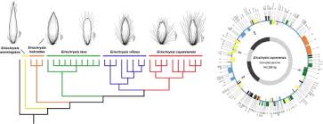 Image result for Eriochrysis pallida