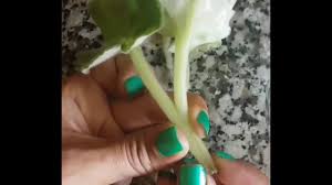Menekaÿeyi Hibrit Aaÿa Lama Iki Ayra Cinsi Birleaÿtirme African Violet Hybridize Youtube African Violets African Violet
