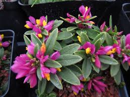 Image result for Polygala gazensis