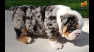 Explore 43 listings for blue merle english bulldog puppies for sale at best prices. Rare Black Tri Merle English Bulldog Bulldog Puppy Youtube