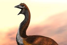 The species was described from fossils discovered in 2008 at saint bathans, otago, new zealand. These Giant Parrots Once Roamed New Zealand The New York Times