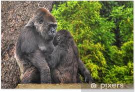 An Hdr Image Of A Mother And Baby Gorilla Poster Pixers We Live To Change