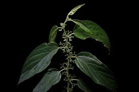 Image result for Cannabaceae