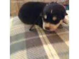 The mom is american bulldog and dad is french bulldog. Puppyfinder Com Alaskan Malamute Puppies Puppies For Sale Near Me In Texas Usa Page 1 Displays 10