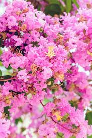 How To Properly Prune Crape Myrtle Trees Gardeners Path