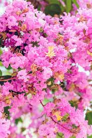 How To Properly Prune Crape Myrtle Trees Gardeners Path