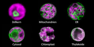 A Sensor That Detects Hydrogen Peroxide In Living Plant Cells Industry Update Com