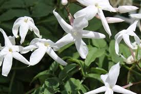 Image result for Jasminum stenolobum