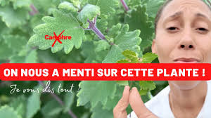 Image result for Tetradenia bainesii