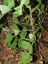 Image result for Lactuca lasiorhiza