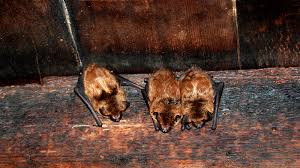 If you've ever read the packaging for an ultrasonic insect or mouse repellent, you know how these devices supposedly work. How To Get Rid Of Bats From The Attic Chimney Basement And Walls