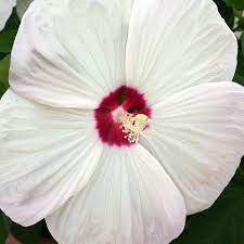 Although hibiscus plants are relatively easy to grow indoors and outdoors, they are susceptible to several insect pests that may slow their growth and, in severe cases, damage the plant or spider mites, also called white mites, are among the most common insects that appear on hibiscus plants. 37 Of The Best Hibiscus Varieties Gardener S Path
