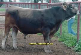 Esmer Montofon Brown Swiss Sigiri Www Veteriner Cc Veterinerler Ciftlikler Esmerler