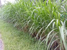 Image result for Cenchrus purpureus