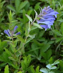 Image result for Scutellaria schweinfurthii