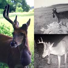 Where i live you can get cactus strawberries. Goofy Sets Of Deer Antlers 12 Pictures Of Weird Looking Racks