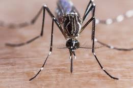 There is no specific treatment for dengue fever. Dengue Definition Of Dengue By Merriam Webster