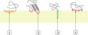 Peripheral Membrane Protein Wikipedia