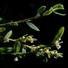 Image result for Oxygonum delagoense