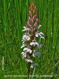 Image result for Satyrium macrophyllum