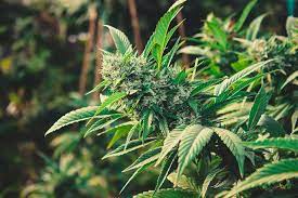 How To Grow Cannabis Outdoors In 2021 Rqs Blog