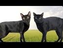Brilliantly Interesting Personality Traits of Bombay Cats ...