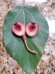 Image result for Ficus sycomorus