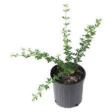 2 gallon plants are usually between 10 inches to 2.5 feet tall and 10 to 22 inches wide. Winter Jasmine 2 5qt U S D A Hardiness Zones 6 10 1pc National Plant Network Target