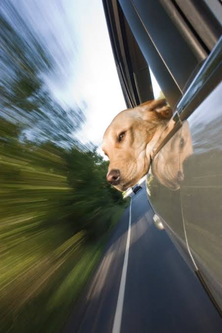 29 Shots of Dogs Sticking Their Heads out of Car Windows [Humor]