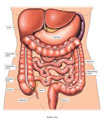 Lower Abdominal Diagram Female Wiring Diagram General Helper