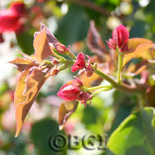 Check spelling or type a new query. Bougainvillea 101 Bgi Premium Plant Foods