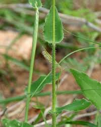 Image result for Alloteropsis