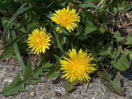 Maybe you would like to learn more about one of these? The Tooth Of The Lion Aka Dandelion Is Back And It S Edible Positively Naperville
