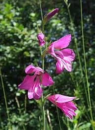 Image result for Gladiolus microspicatus