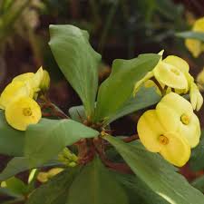 Image result for Euphorbia chevalieri