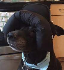 Photo Gallery Customer Bumper Hat Headgear Mission Pawsable K 9 Apparel By Lena Headgear Hats Riding Helmets