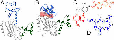 Fly with atp and gain access to more aircraft, locations, and job placements than any flight school, academy, or aviation university can offer. Molecular Mechanism Of Atp Versus Gtp Selectivity Of Adenylate Kinase Pnas
