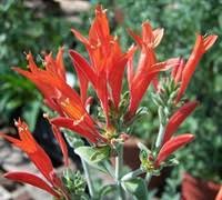 Image result for Dicliptera pumila