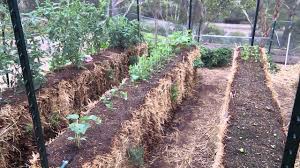 Here are a couple other great variations of how to get started straw bale gardening! My Straw Bale Garden Youtube