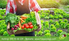 TẠI SAO CANH TÁC RAU HỮU CƠ TỐT CHO MÔI TRƯỜNG – Happy Vegi