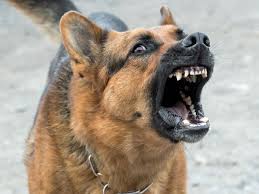 To change the behavior, you must first determine why your dog is barking and then address that issue. What Does It Mean When You See A Dog Barking In Your Dream