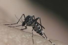 Taubaté e Tremembé registram novas mortes por dengue; número de vítimas no Vale do Paraíba chega a 17