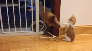 Two pattern generators modulate rhythm, gate time and accent of two envelope generators that i didn't want to do this update, because i feel it detracts from the simplicity of kitten gate, but here it is. Puppy Squeezes Through Baby Gate Jukin Media Inc