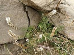 Image result for Hebenstretia angolensis