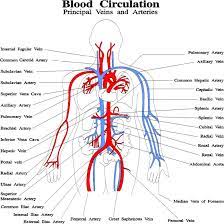 Most arteries carry oxygenated blood; Blood Circulation Principal Veins And Arteries Diagram